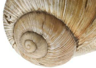 Modell von Helix pomatia [Blaschka]