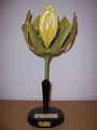 Modell von Acer platanoides (Spitzahorn), Weibliche Blüte [Osterloh Nr.21]