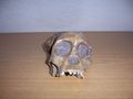 Modell von Australopithecus (Schädel)