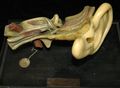 Modell des menschlichen Ohres [Heinemann]