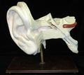 Modell des menschlichen Ohres [Hammer]