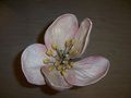 Modell der Blüte von Pirus malus (Apfelbaum) [Osterloh Nr. 29]