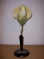 Modell der Blüte von Pisum sativum (Erbse) [Osterloh Nr.21]