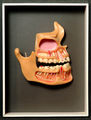Modell von menschlichen Zähnen