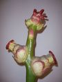 Modell von Quercus pedunculara (Sommereiche, weibliche Blüte) [Osterloh Nr. 34]
