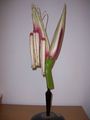 Modell der männlichen Blüte von Zea Mays (Mais) [Osterloh, Nr.5]