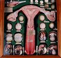 Modell, weibliche Geschlechtsorgane und Embryonalstadien, menschlich [Auzoux]