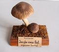 Modell von Inocybe rimosa (Kegeliger Risspilz)