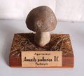 Modell von Amanita pantherina (Pantherpilz)