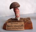 Modell von Amanita rubescens (Perlpilz, Rötender Wulstling  oder Fleischchampignon)