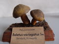 Modell von Boletus variegatus (Sandpilz, Hirsepilz)