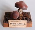 Modell von Boletus luteus (Suillus luteus, Butterröhrling, Butterpilz)