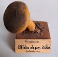 Modell von Boletus elegans (Goldröhrling)