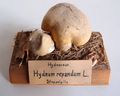 Modell von Hydnum repandum (Semmel-Stoppelpilz)