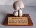 Modell von Agaricus campestris (Wiesenchampignon, Feld-Edelpilz)