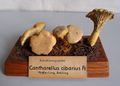 Modell von Cantharellus cibarius (Pfifferling, Eierschwamm, Rehling)