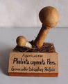 Modell von Pholiota caperata Pers. (Cortinarius caperatus, Rozites caperatus, Rozites caperata, Reifpilz, Scheidenrunzling, Runzelschüppling)
