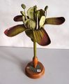 Modell der Blüte von Ribes grossularia (Ribes uva-crispa, Stachelbeere) [Brendel Nr. 11]