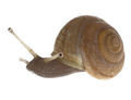 Modell von Arianta arbustorum (Baumschnecke) [Blaschka]