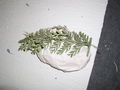 Modell der vegetativen Vermehrung durch Knospen bei Asplenium bulbiferum (Streifenfarn)