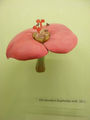 Modell der Blüte von Euphorbia milli (Christusdorn)
