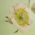 Modell der Blüte von Rosa canina (Hunds-Rose)