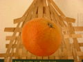 Modell der Frucht von Citrus sinensis (Apfelsine) (7 x 7 x 7 cm)