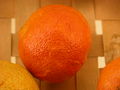Modell der Frucht einer Hybriden zwischen Citrus sinensis und Citrus reticulata (Clementine) (6 x 6 x 6 cm)