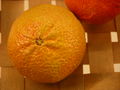 Modell der Frucht von Citrus reticulata (Mandarine) (6 x 6 x 6 cm)
