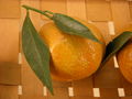 Modell der Frucht von Citrus reticulata (Mandarine) (7 x 7 x 7 cm)