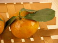 Modell der Frucht von Citrus reticulata (Mandarine) (10 x 7 x 7 cm)