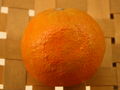 Modell der Frucht von Citrus sinensis (Apfelsine) (6 x 6 x 6 cm)