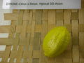 Modell der Frucht von Citrus limon (Zitrone) (8 x 6 x 6 cm)