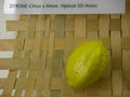 Modell der Frucht von Citrus limon (Zitrone) (8 x 6 x 6 cm)