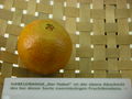 Modell der Frucht von Citrus sinensis (Nabelorange) (8 x 8 x 8 cm)