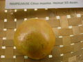Modell der Frucht von Citrus maxima (Pampelmuse) (7,5 x 7,5 x 7,5 cm)