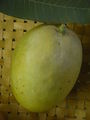 Modell der Frucht von Mangifera indica (Mango)