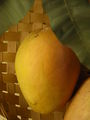 Modell der Frucht von Mangifera indica (Mango)