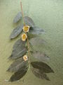 Modell von Camellia sinensis (Teestrauch)