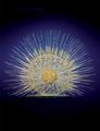 Modell von Aulosphaera elegantissima [Blaschka]