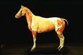Pappmaché-Modell eines Pferds in Originalgröße [Auzoux]