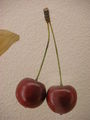 Model der Frucht von Prunus avium (Vogel-Kirsche)