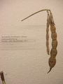 Modell der Frucht von Ornithopus sativus