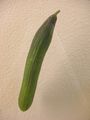 Modell der Beere von Cucumis sativus (Gurke)