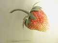Modell der Frucht von Fragaria xananassa (Gartenerdbeere)