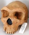 Modell eines Schädels des Homo erectus rhodesiensis