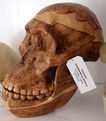 Modell eines Schädels des Australopithecus africanus