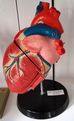 Modell vom menschlichen Herz
