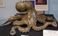 Modell von Octopus vulgaris (Gemeiner Krake) [Blaschka]