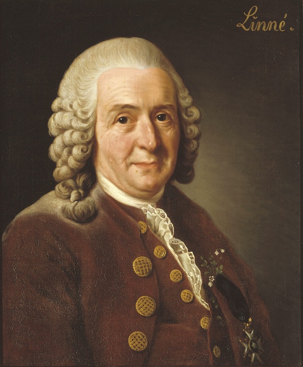 Carl von Linné (1707-1778)